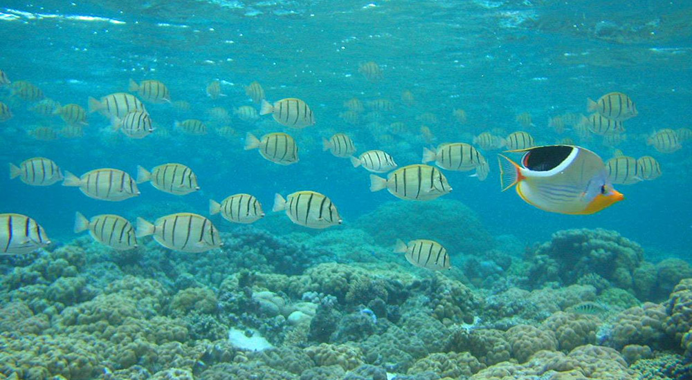 Convict surgeonfish and a Saddle Butterflyfish swimming among a coral reef