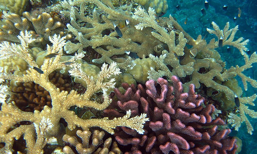 reef in Tafeu cove