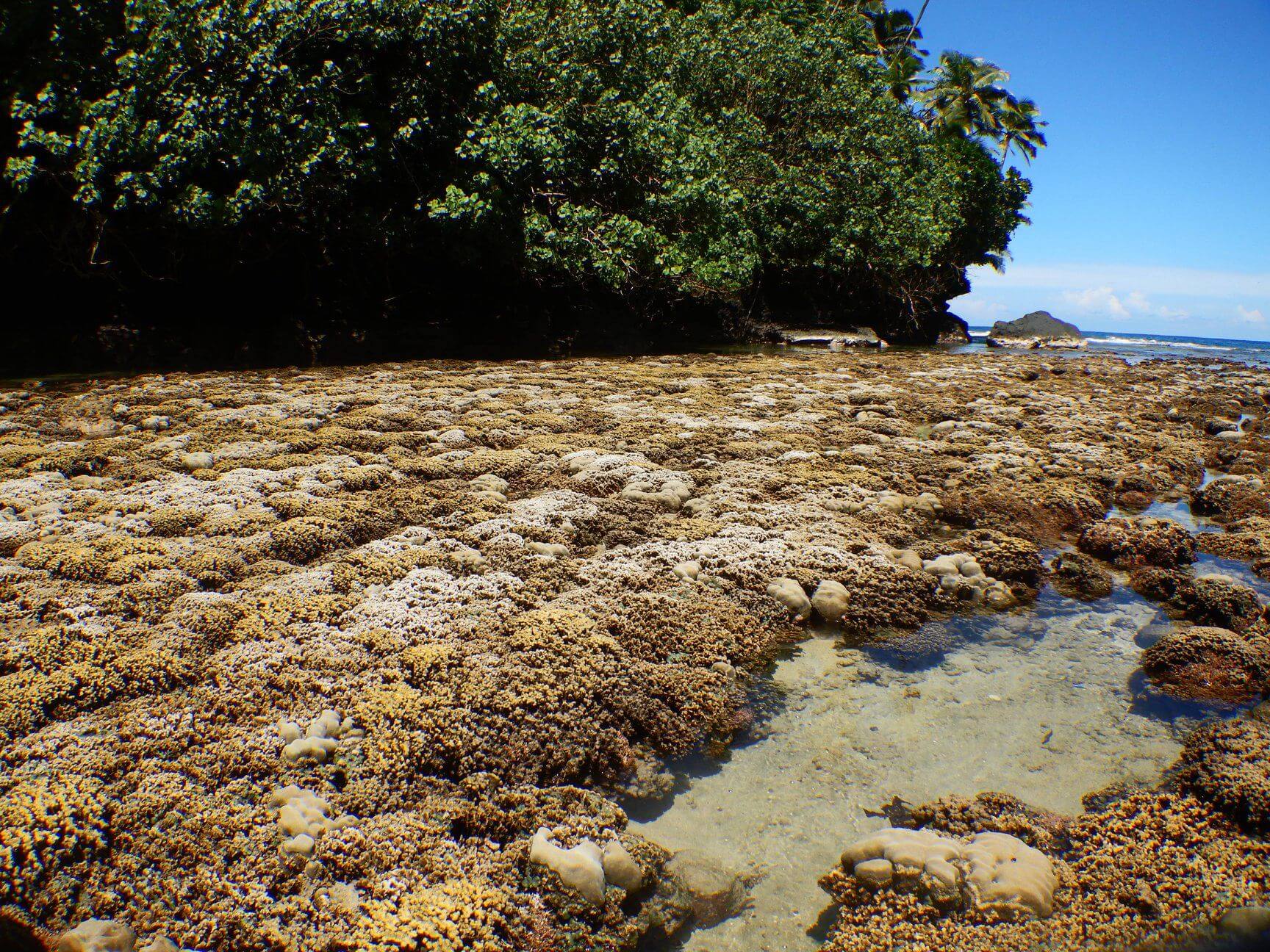 extreme low tides this week at Fogama`a Cove