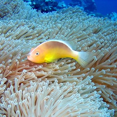 clownfish resting among coral