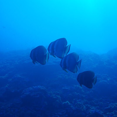 fish swimming near coral