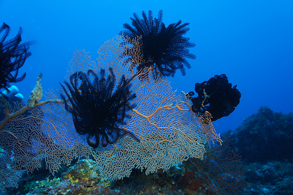 Fish swimming near coral