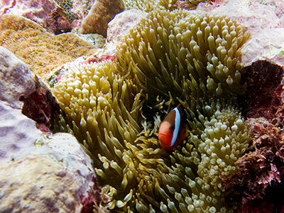 A clown fish hides in an anemone