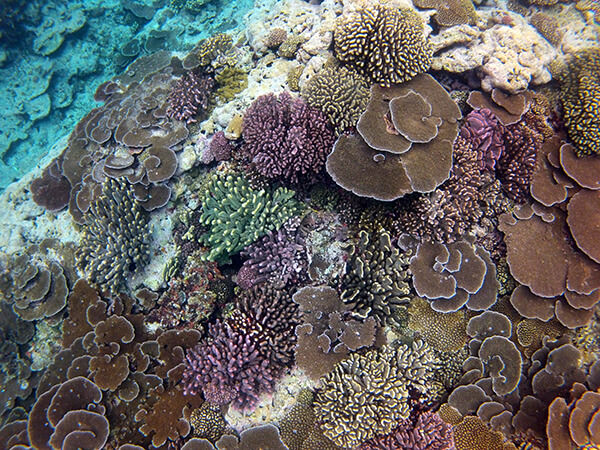 Corals seen from above
