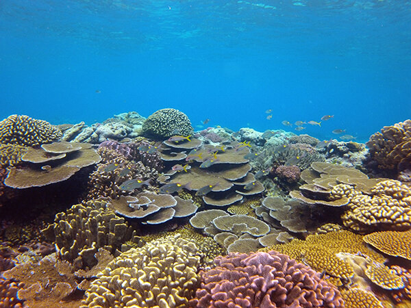 A coral reef