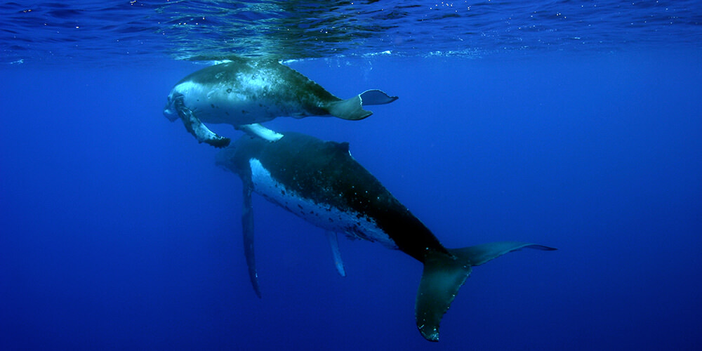 A humpback whale mother and calf