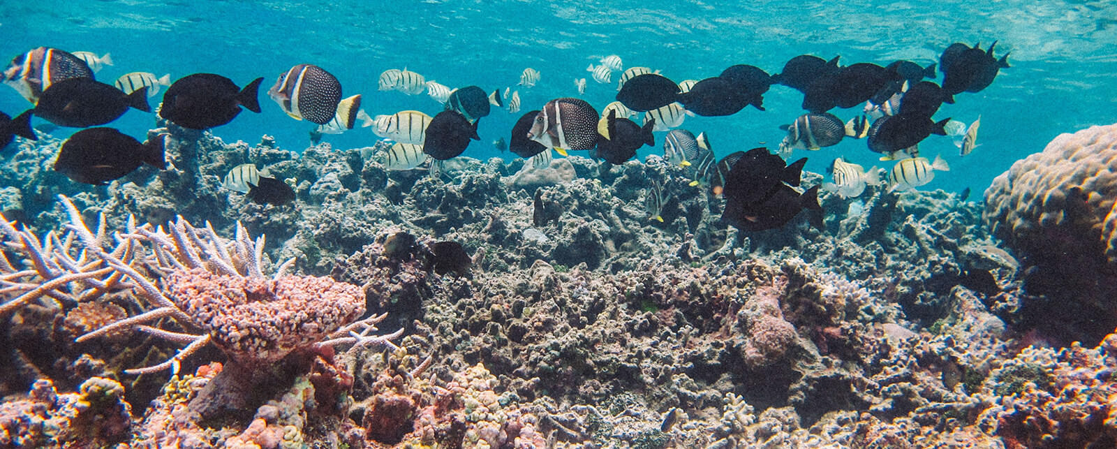 Fish in a coral reef