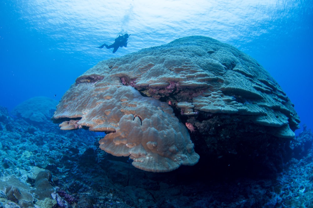 diver swimming over big momma coral head