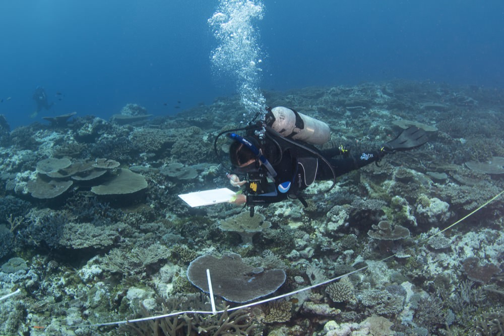 diver examining a coral reef and writing on a clip board