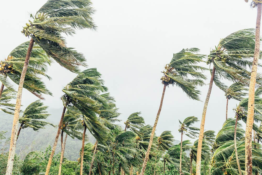 Palm trees blowing in the strong winds of a cyclone