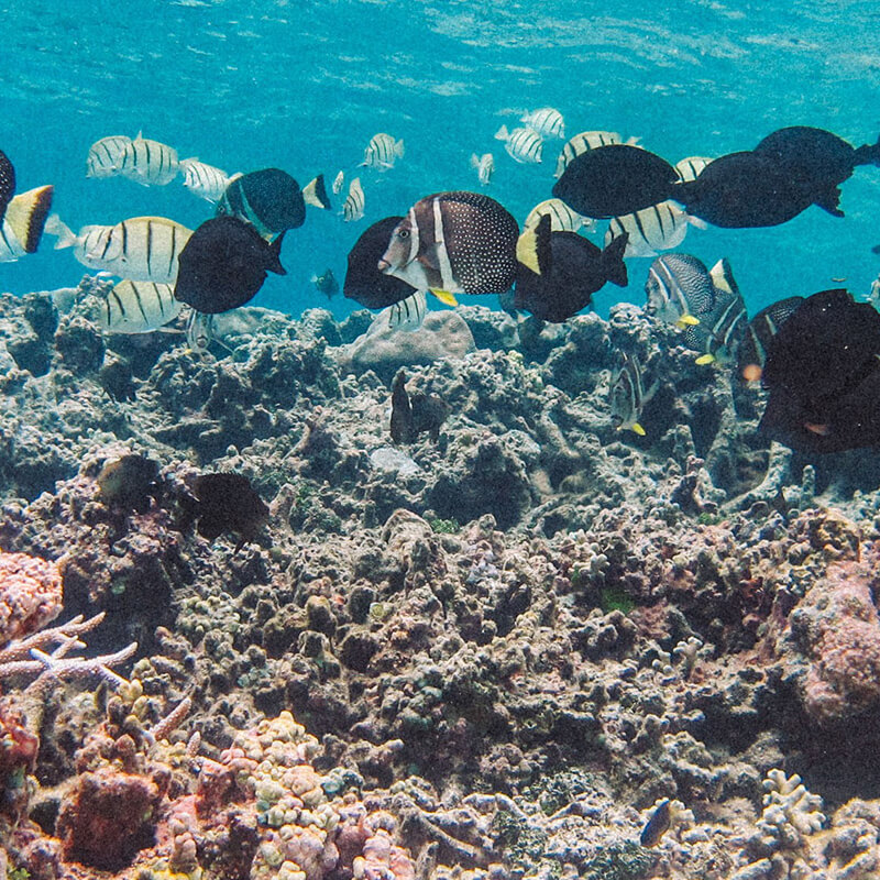 Fish swim through a coral reef