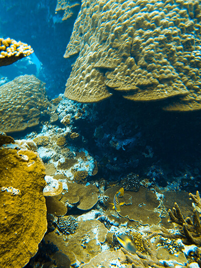 A small fish surrounded by corals