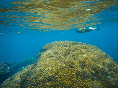 A woman swims above a large coral head