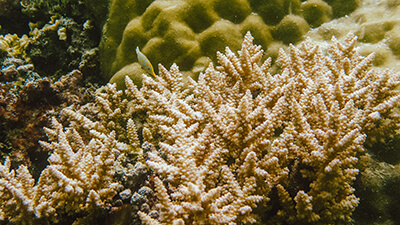 Spiky branching coral