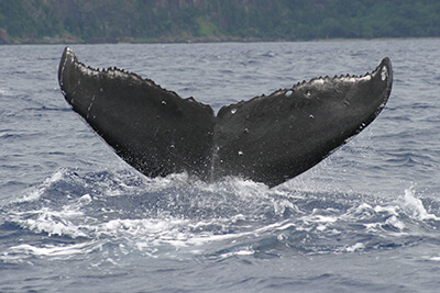 A whale tail