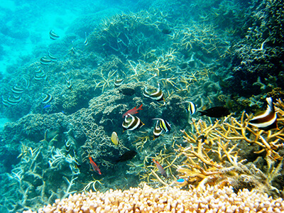 Fish swim through corals