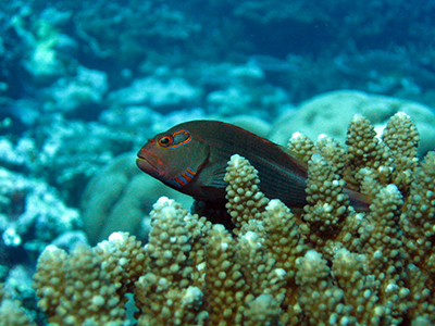 A fish pokes its head out of coral