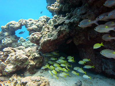 fish swim in a coral reef