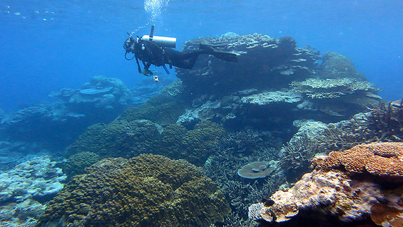 diver swimming near a coral reef