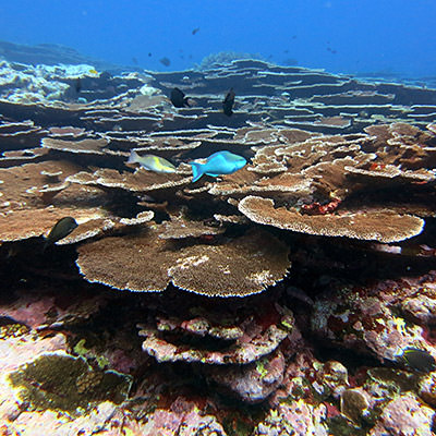fish swimming around the coral reef in fagatele bay