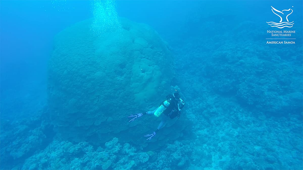 diver swimming next to big momma